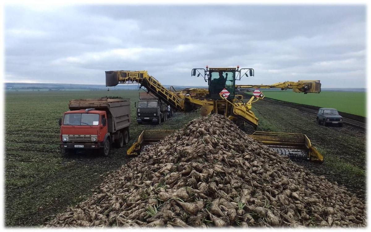 В России убрано 955 тыс. га сахарной свеклы