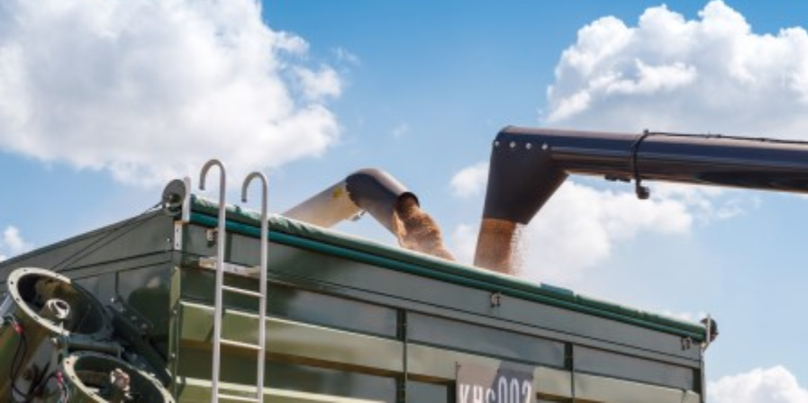 ГК «Продимекс» оценила качество зерна нового урожая как хорошее